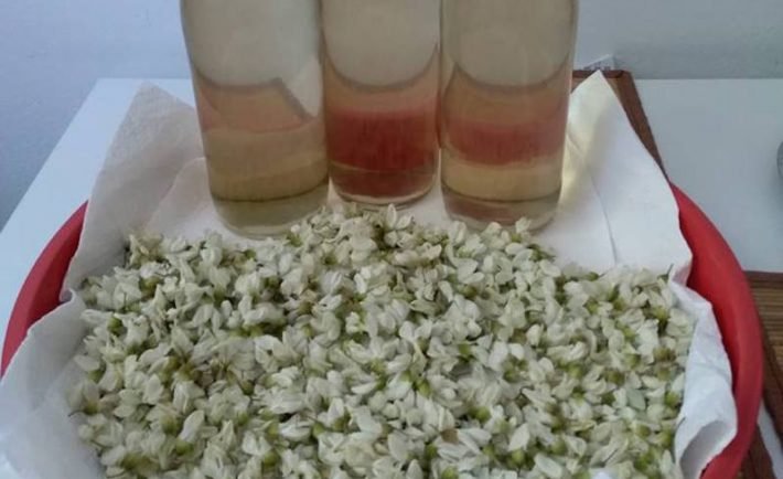 Agátový sirup, s týmto receptom si môžeš pripraviť aj na bazový, orgovánový alebo levanduľový sirup!