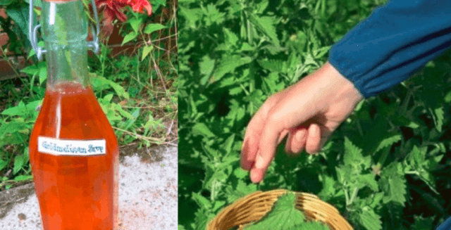 Vyskúšajte tento recept na zázračný sirup z medovky: Dajte si ho pred spaním do čaju a v noci sa nebudete budiť!